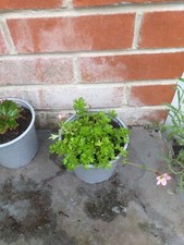 London pride saxifrage for sale  SOUTHAMPTON