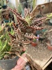 Aloe juvenna tiger for sale  Temecula