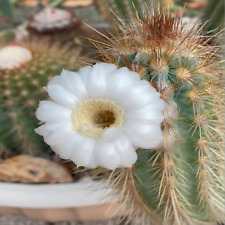 Pilosocereus braunii cyprus for sale  Tucson