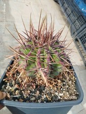 Echinocactus ingens violet usato  Paterno