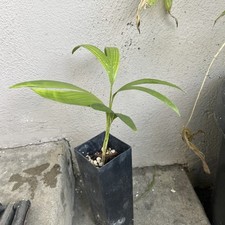 King palm tree for sale  Whittier