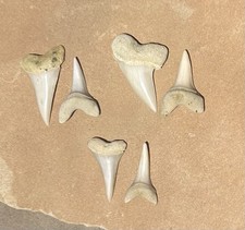 Makos sharktooth hill for sale  Blue Diamond