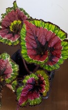 Begonia christmas curl for sale  Harvard