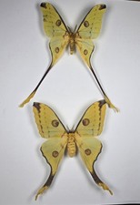 Comet moth. argema for sale  NEWARK