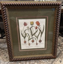 Basilius besler hortus for sale  Morrisville