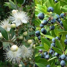 Semi bacche myrtus usato  Brescia
