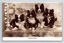 Animals dogs. pomeranians. for sale  UK