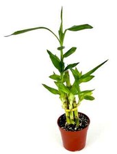 Lucky bamboo good for sale  Castaic