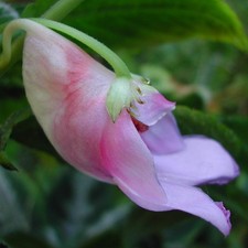 Rare unusual impatiens for sale  San Francisco
