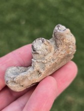 Mosasaur dentary jaw for sale  Frisco