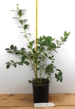Reka early season for sale  Albany