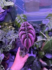 Alocasia cuprea red d'occasion  Calais