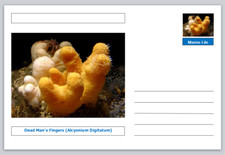 Coral dead man for sale  UK