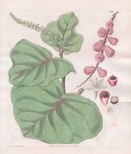 Coccoloba uvifera Indias Occidentales Botánica Grabado Curtis 3130 segunda mano  Embacar hacia Argentina