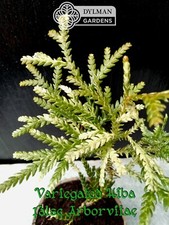 Variegated hiba false for sale Variegated hiba false for sale  Sheridan
