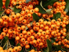 Pyracantha orange charmer for sale  KING'S LYNN