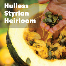Oregon pumpkin seeds for sale  Clinton