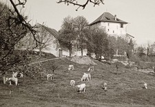 Burg schloß gutshaus gebraucht kaufen Burg schloß gutshaus gebraucht kaufen  Schönebeck (Elbe)