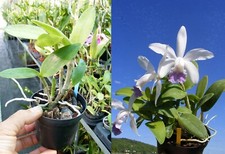 Cattleya intermedia var. d'occasion  Fumel
