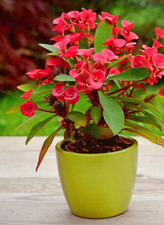 Euphorbia milii vulcanus for sale  SOUTHAMPTON