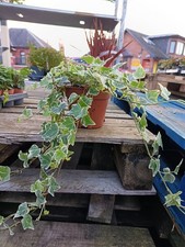 Hedera helix white for sale Hedera helix white for sale  LARGS