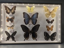 Papillons d'occasion Papillons d'occasion  Tomblaine