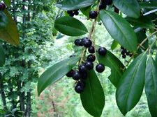 Semi prunus laurocerasus usato  Spedire a Italy