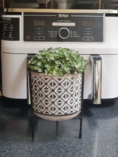 Callisia repen decorative for sale  DAGENHAM