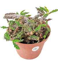 Euphorbia deckaryi cm usato Euphorbia deckaryi cm usato  Villalba
