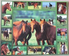 Cavalli puledri mini usato Cavalli puledri mini usato  Spedire a Italy