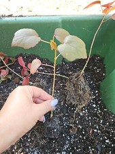cranberry hibiscus for sale cranberry hibiscus for sale Englewood