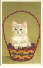 Chats. 2238.chaton blanc d'occasion  France