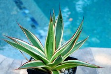 Agave snow glow for sale  Downey