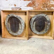 Fossile trilobite empreinte d'occasion  Marseille II