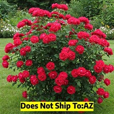 Rose red double for sale  Fort Mill