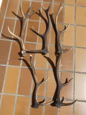 Abwurfstangen geweihstangen an gebraucht kaufen  Braunlage