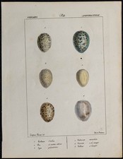 1830 oeufs oiseaux d'occasion  France