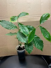 Dunstan american chinese for sale  Somersworth