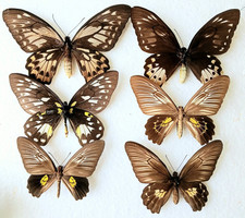 Ornithoptera collection butter for sale  SLEAFORD