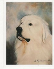 New great pyrenees for sale  Chatsworth