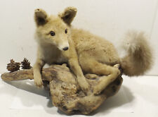 Junger fuchs rotfuchs gebraucht kaufen  Gaggenau