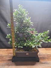 Rare pink flowering for sale  PETERBOROUGH