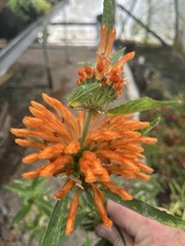 Leonotis leonurus 3ltr for sale  HELSTON