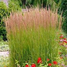 Calamagrostis karl foerster for sale  UK