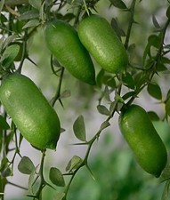 finger lime tree for sale finger lime tree for sale Los Angeles
