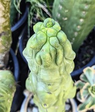 Cactus platform monstrose for sale  Sacramento