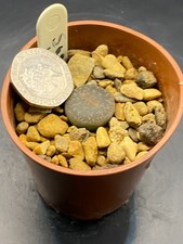 lithop seeds for sale lithop seeds for sale  MOLD