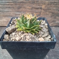 Bregonia denegrii gebraucht kaufen Bregonia denegrii gebraucht kaufen  Detmold