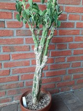 Adenia keramanthus xxl gebraucht kaufen  Laboe