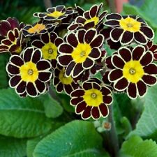 Primula auricula gold for sale  OLDHAM